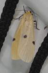 Lithosia quadra
