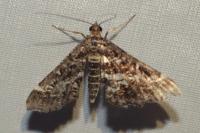 Diasemiopsis ramburialis