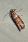 Cryptoblabes bistriga