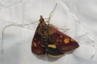Pyrausta aurata