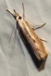 Agriphila geniculea