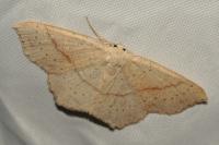 Cyclophora punctaria