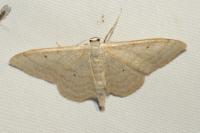 Idaea straminata