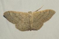 Idaea straminata