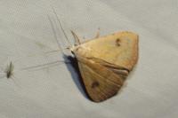 Rivula sericealis