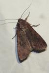 Peridroma saucia