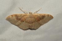 Idaea degeneraria