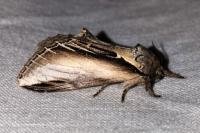 Pheosia tremula