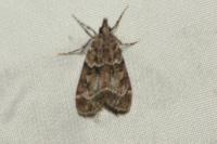 Eudonia mercurella