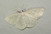 Cabera exanthemata
