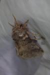 Thaumetopoea processionea