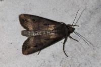 Agrotis ipsilon