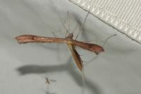 Stenoptilia