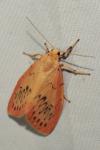 Miltochrista miniata