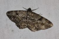 Peribatodes rhomboidaria