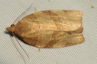 Pandemis cerasana