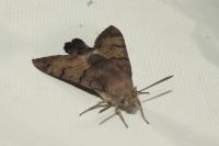 Macroglossum stellatarum