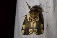 Thyatira batis