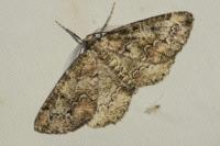 Cleorodes lichenaria