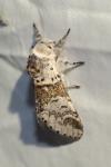 Furcula furcula