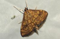 Anania verbascalis