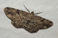 Peribatodes rhomboidaria