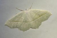 Campaea margaritaria
