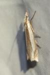 Crambus pascuella