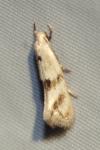 Elachista maculicerusella