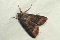 Agrotis ipsilon