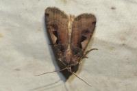 Xestia c-nigrum