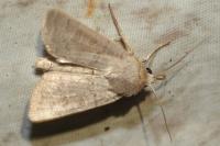 Hoplodrina ambigua