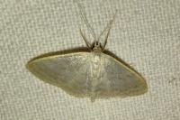 Idaea subsericeata