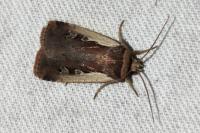 Ochropleura plecta