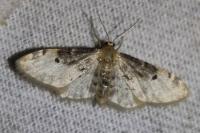 Idaea filicata