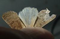 Hoplodrina ambigua