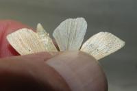 Mythimna pallens