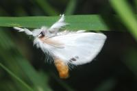Sphrageidus similis