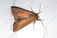 Mythimna unipuncta