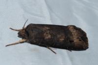 Agrotis ipsilon