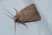 Hoplodrina ambigua