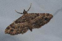 Gymnoscelis rufifasciata