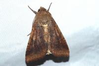 Helicoverpa armigera