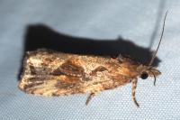 Endothenia quadrimaculana