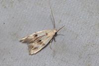 Elachista maculicerusella