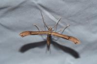 Stenoptilia annadactyla