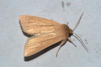 Mythimna pallens