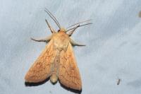 Mythimna vitellina