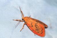 Miltochrista miniata