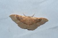 Idaea degeneraria